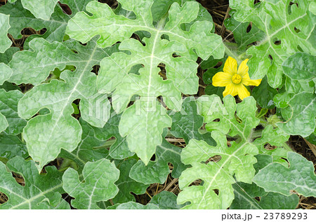 スイカの花と葉の写真素材 23789293 Pixta