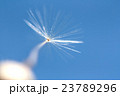 One dandelion macro 23789296