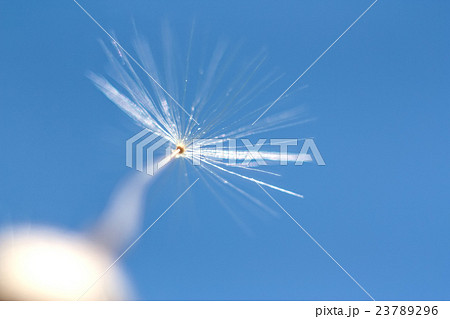 One dandelion macro 23789296