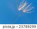 Dandelion macro and blue sky 23789299