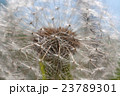 Dandelion abstract close up 23789301