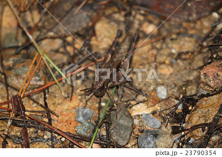 生き物　昆虫　オキナワモリバッタ、こちらは山原の個体ですが本島に広く分布しているそうです 23790354