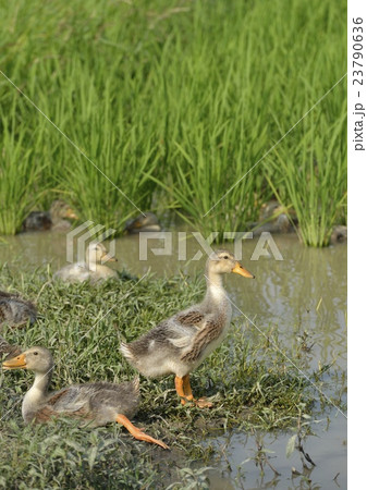 水田の合鴨 23790636