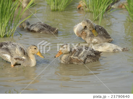 水田の合鴨 23790640
