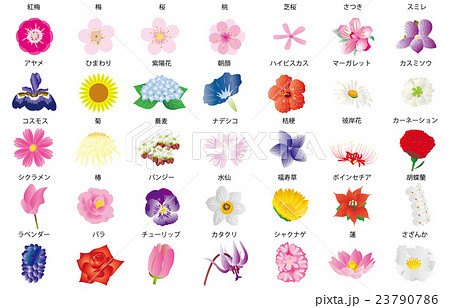 季節の花々3名称のイラスト素材 23790786 Pixta