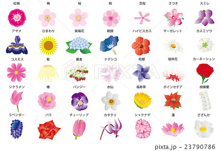 季節の花々3名称のイラスト素材