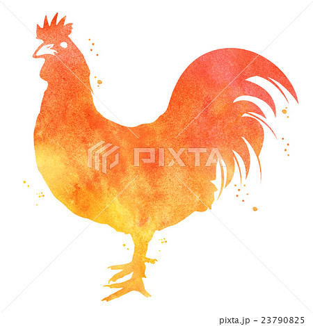 水彩画：にわとり 23790825