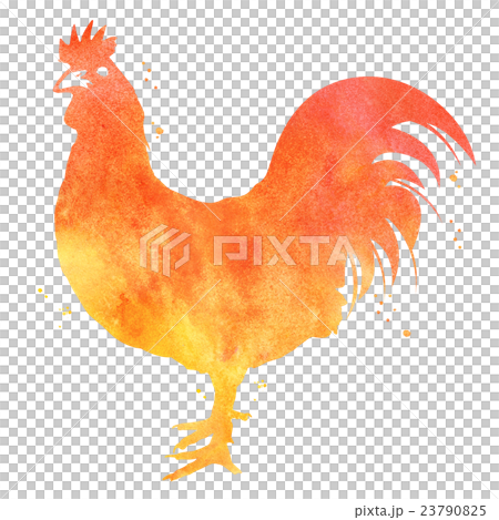 水彩画：にわとり 23790825