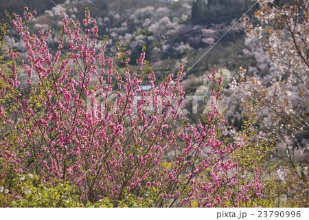 花見山公園 福島市4 花見山公園 福島市4 23790996