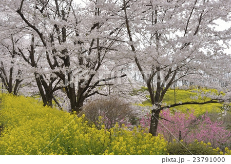 花見山公園 福島市7 花見山公園 福島市7 23791000