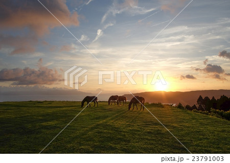 宮崎最南端の都井岬での馬と夕日 宮崎最南端の都井岬での馬と夕日 23791003