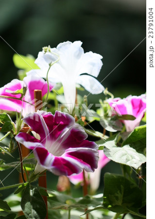 あさがお あさがお 23791004