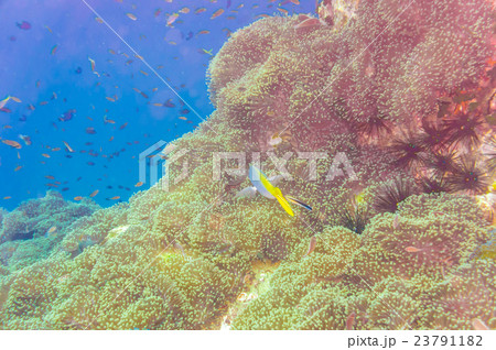 Coral reef and fish underwater at south west Coral reef and fish underwater at south west 23791182