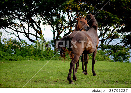 仲良く触れ合う都井岬の御崎馬 23791227