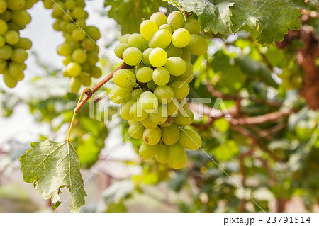 Green grapes on vine sunset time Green grapes on vine sunset time 23791514