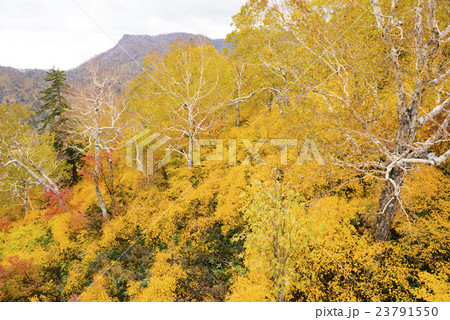 札幌国際スキー場　紅葉ゴンドラからの眺め 23791550