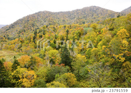 札幌国際スキー場　紅葉ゴンドラからの眺め 23791559