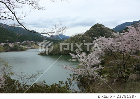 君ヶ野ダム湖の桜 23791587