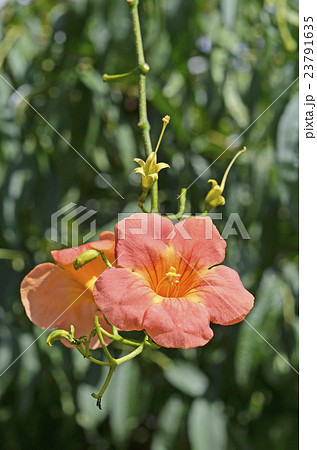 ノウゼンカズラ(凌霄花) ノウゼンカズラ(凌霄花) 23791635