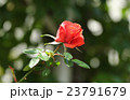 バラ 23791679