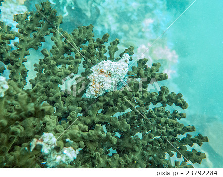 closed up the staghorn in Myanmar divesite closed up the staghorn in Myanmar divesite 23792284