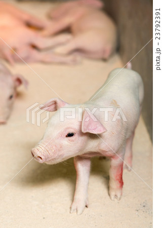 Pig at a factory Pig at a factory 23792391