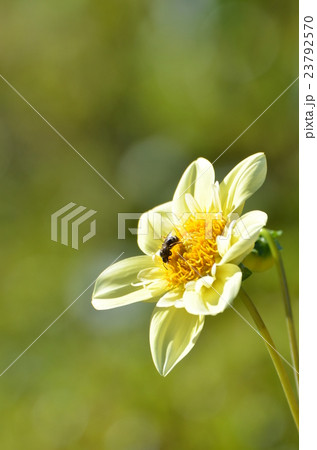 ダリアと蜂 23792570