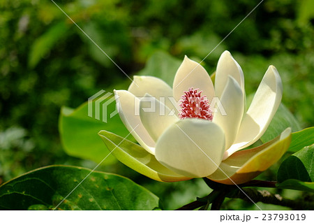 朴ノ木の花 朴ノ木の花 23793019