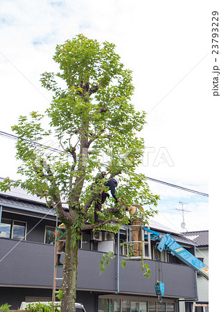 街路樹の手入れ 街路樹の手入れ 23793229