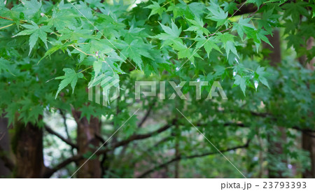 万緑の緑素材 万緑の緑素材 23793393