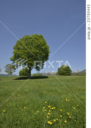 笹ヶ峰放牧場１ 23793443