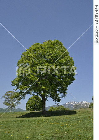 笹ヶ峰放牧場２ 23793444