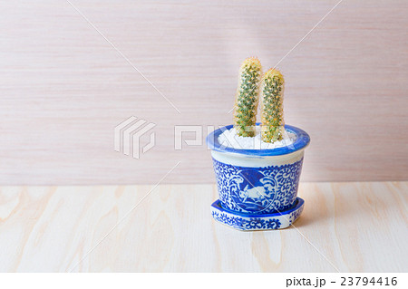 多肉植物 多肉植物 23794416