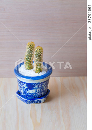 多肉植物　金手毬 23794662