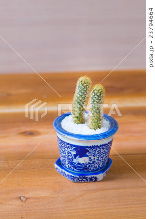 多肉植物　金手毬 23794664