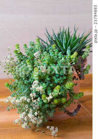 多肉植物　寄せ植え 23794665