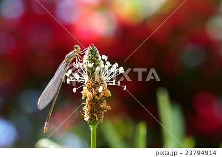 クロイトトンボ(オス・未成熟)とヘラオオバコの花 クロイトトンボ(オス・未成熟)とヘラオオバコの花 23794914