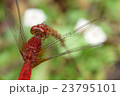 ショウジョウトンボ♂ 23795101
