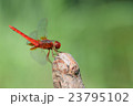 ショウジョウトンボ♂ 23795102