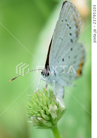 ツバメシジミ ツバメシジミ 23795103