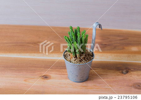 多肉植物　姫キリン 23795106