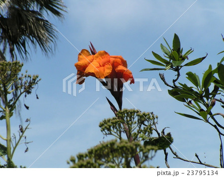 オレンジ色の背の高い花はカンナの花の写真素材