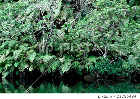 植物 植物 23795434