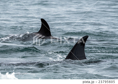 Orca attack a seal on the beach 23795605