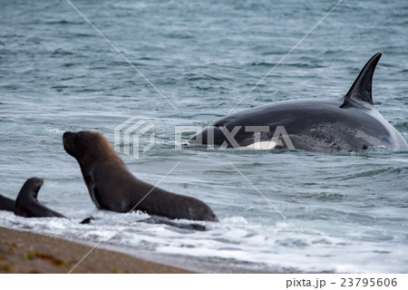 Orca attack a seal on the beach 23795606