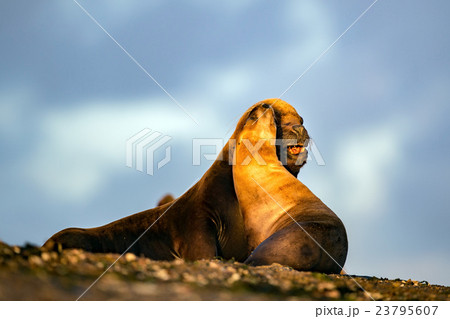 sea lion on the beach in Patagonia while kissing 23795607