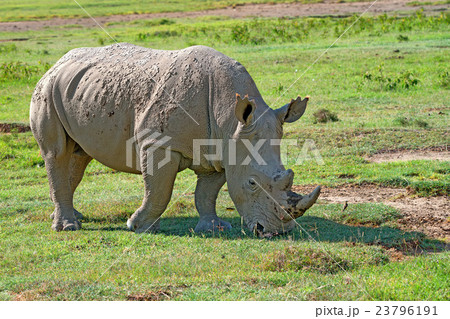 White rhino White rhino 23796191