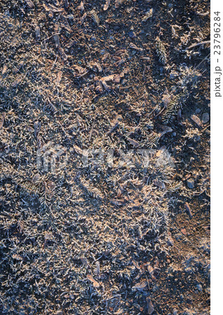 Frozen ground in golden morning light 23796284