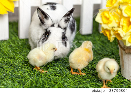 Black and white rabbit with small chicken  23796304