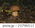 Boletus edulis in the forest. Edible mushroom 23796511